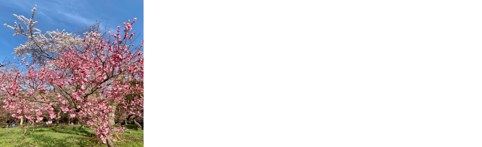 ヘッダーイメージ